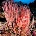 seawhip_pc_v_0705_png2017.jpg